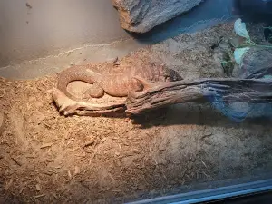 OBX Lizard Land