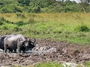 Lake Mburo