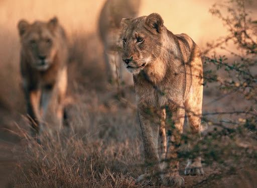 Timbavati Private Game Reserve