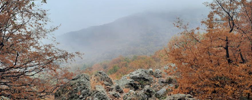 Viewpoint