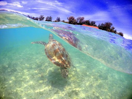 Turtle Shore.