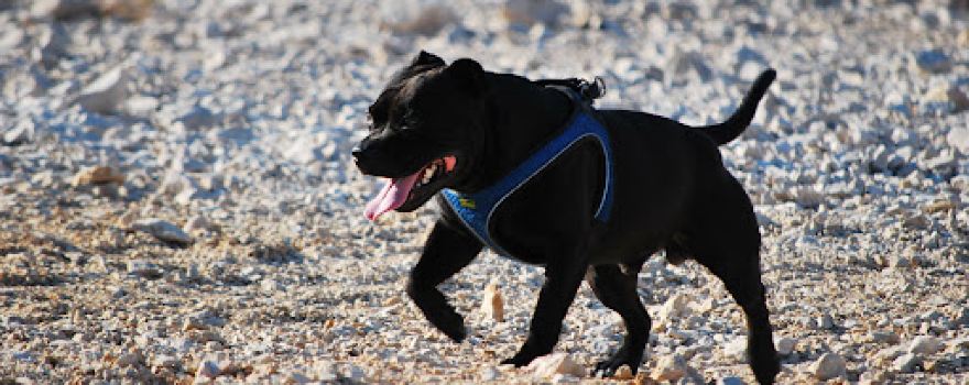 Dog Beach Jadra