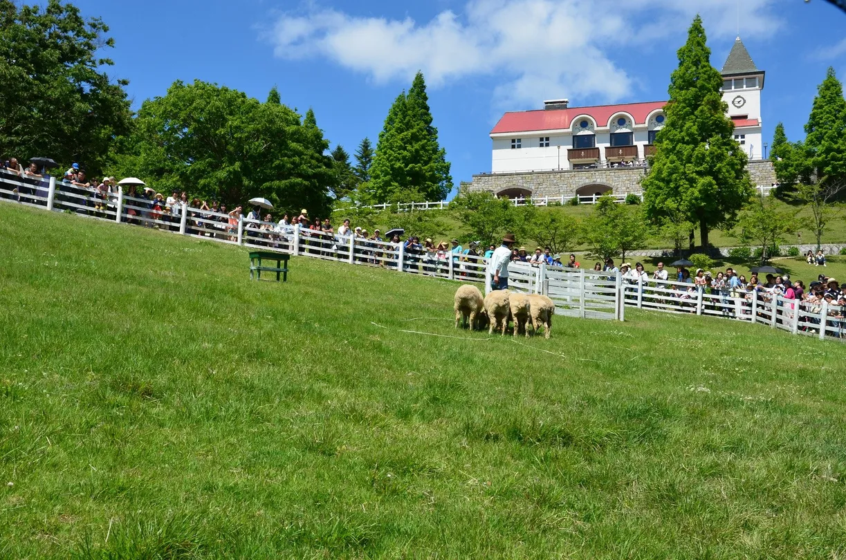 神户自由行7日6夜 | 神戶市立六甲山牧場