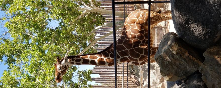 ABQ BioPark Zoo