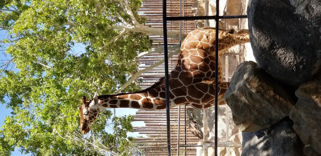 Hotels near ABQ BioPark Zoo
