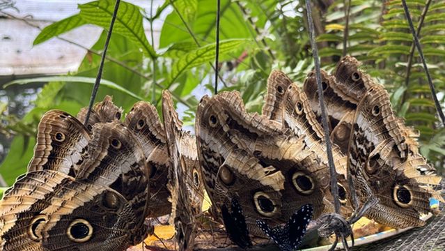 Butterfly Conservatory