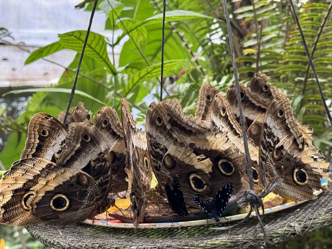 Hotels near Butterfly Conservatory