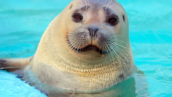 Pacific Marine Mammal Center