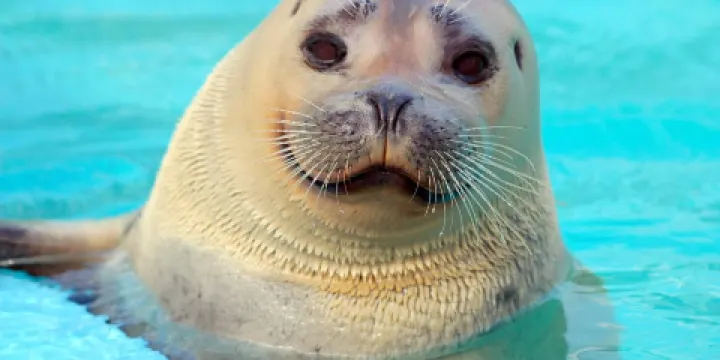 Pacific Marine Mammal Center
