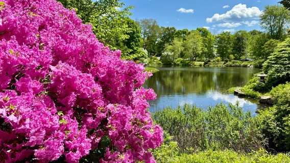 Asticou Azalea Garden