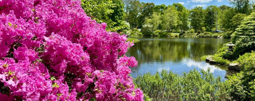 Asticou Azalea Garden
