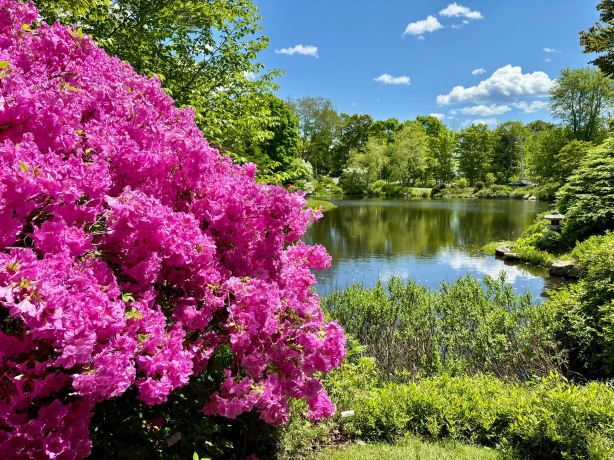 Asticou Azalea Garden
