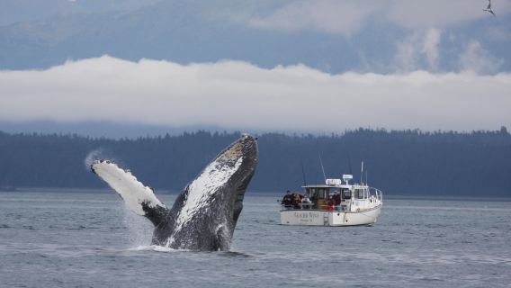 Glacier Wind Charters