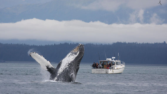 Glacier Wind Charters