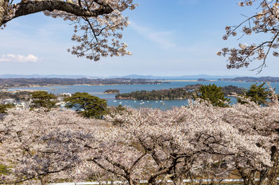 Saigyo Modoshi no Matsu Park
