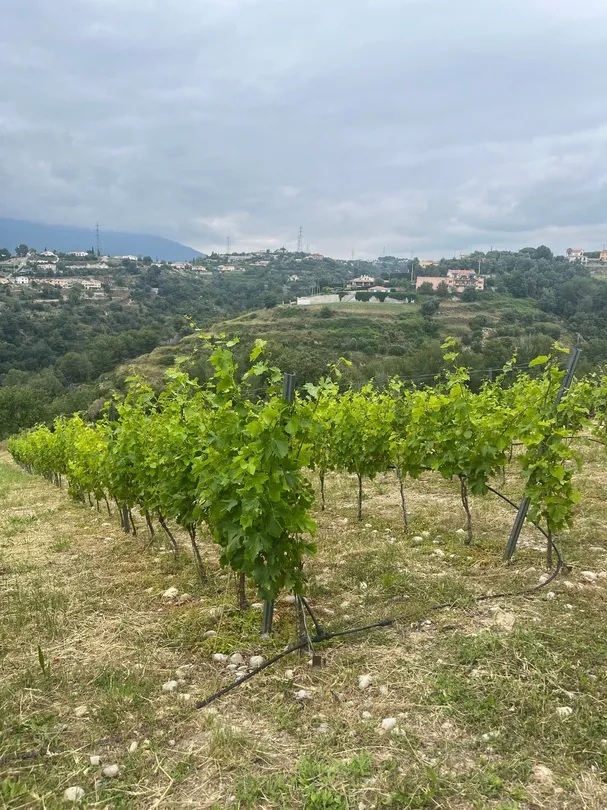 5_Domaine Saint Jean