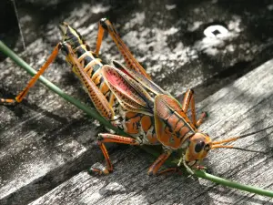 CREW - Bird Rookery Swamp Trails