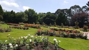 Dugald MacKenzie Rose Garden