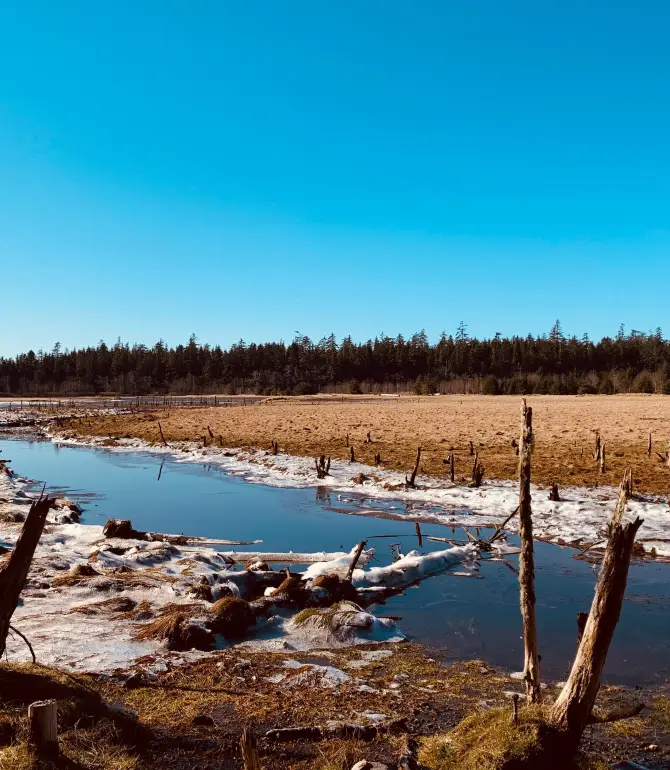 Masset