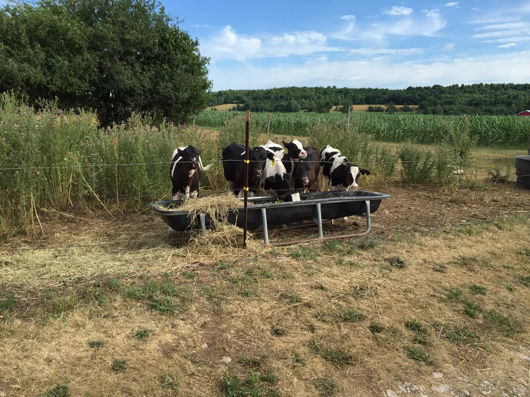 4_Old McDonald's Farm