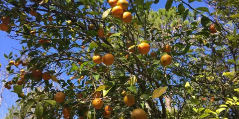 Sabal Bluff Preserve