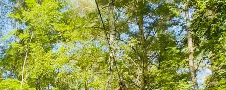 Tree Walker