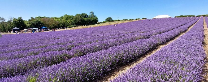 Lordington Lavender