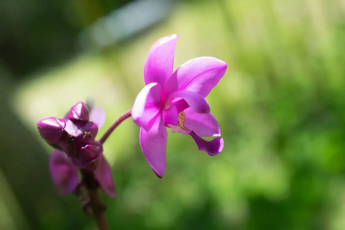 Hotels near Reserva Natural Orquideas del Tolima