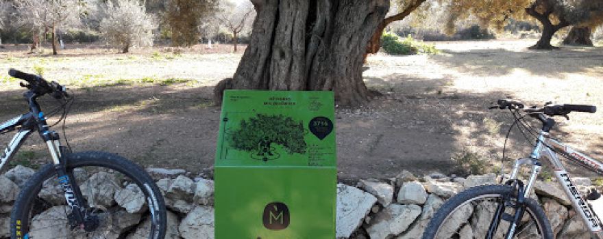 Oliveres mil·lenàries del Pou de les Piques