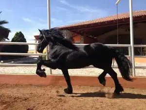 Albercas "CARBA"