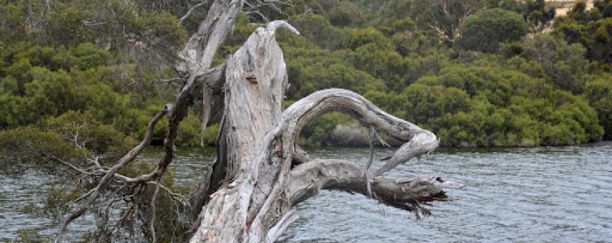 Chapman River