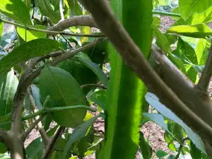 Rocky star band khotarampura