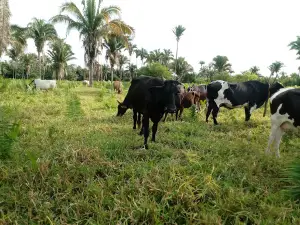 Extremo Norte do Tocantins Extractive Reserve
