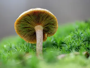 Glörtalsperre