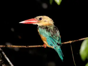 Riserva faunistica di Kinabatangan