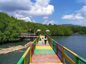 Travel Mangrove Forest Donggala