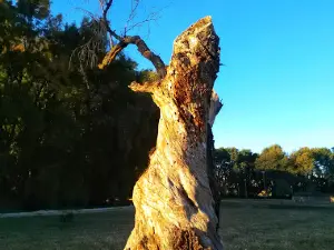 Lineal Park
