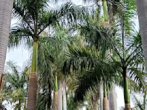 Chintan Park || Babu Gyanchand Alya Smriti