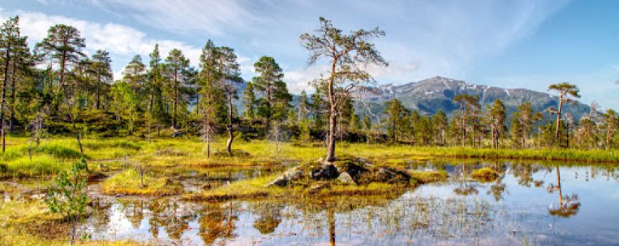 Ånderdalen National Park