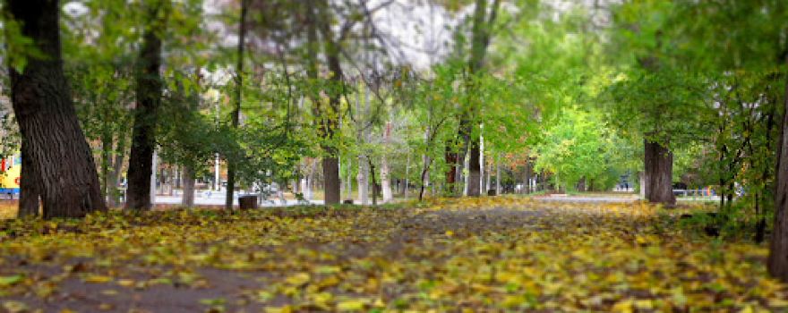 City park