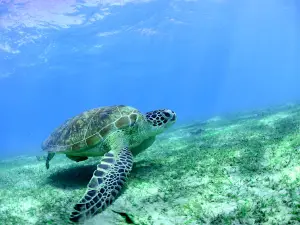 Le Lagon Maoré