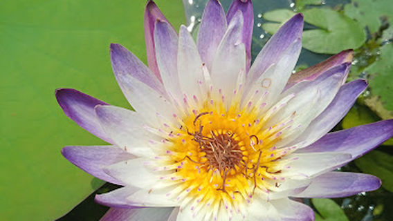Tanvir Ahmed Water Lilly & Lotus Garden