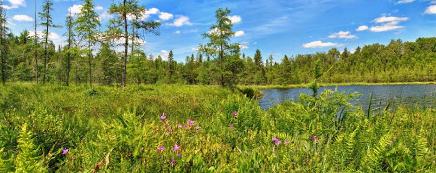 Kissick Alkaline Bog Lake State Natural Area