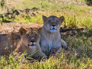 Kohra Khora Lion Park