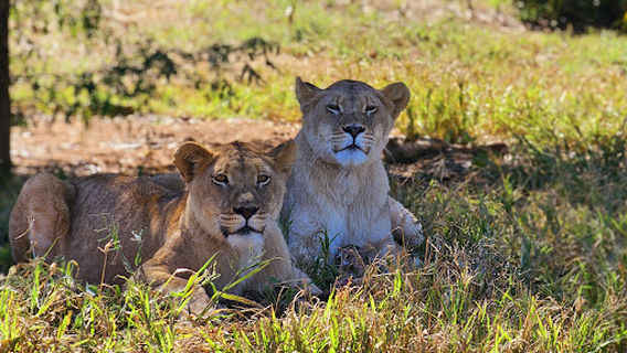 Kohra Khora Lion Park