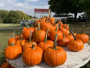 Pumpkin Creek Farms