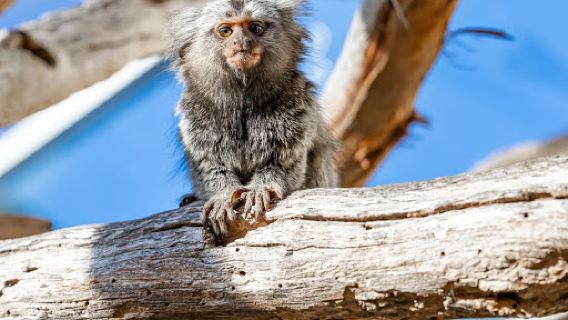 Hobart Zoo and Aquarium
