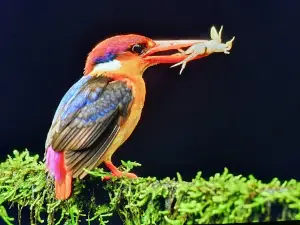 Nandu's Bird Sanctuary
