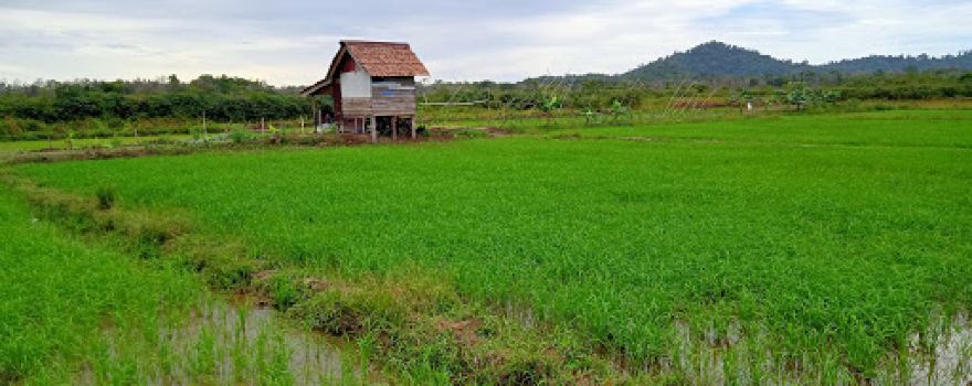 Persawahan Desa Sungai Besar