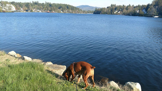 Saranac Lake SkatePark